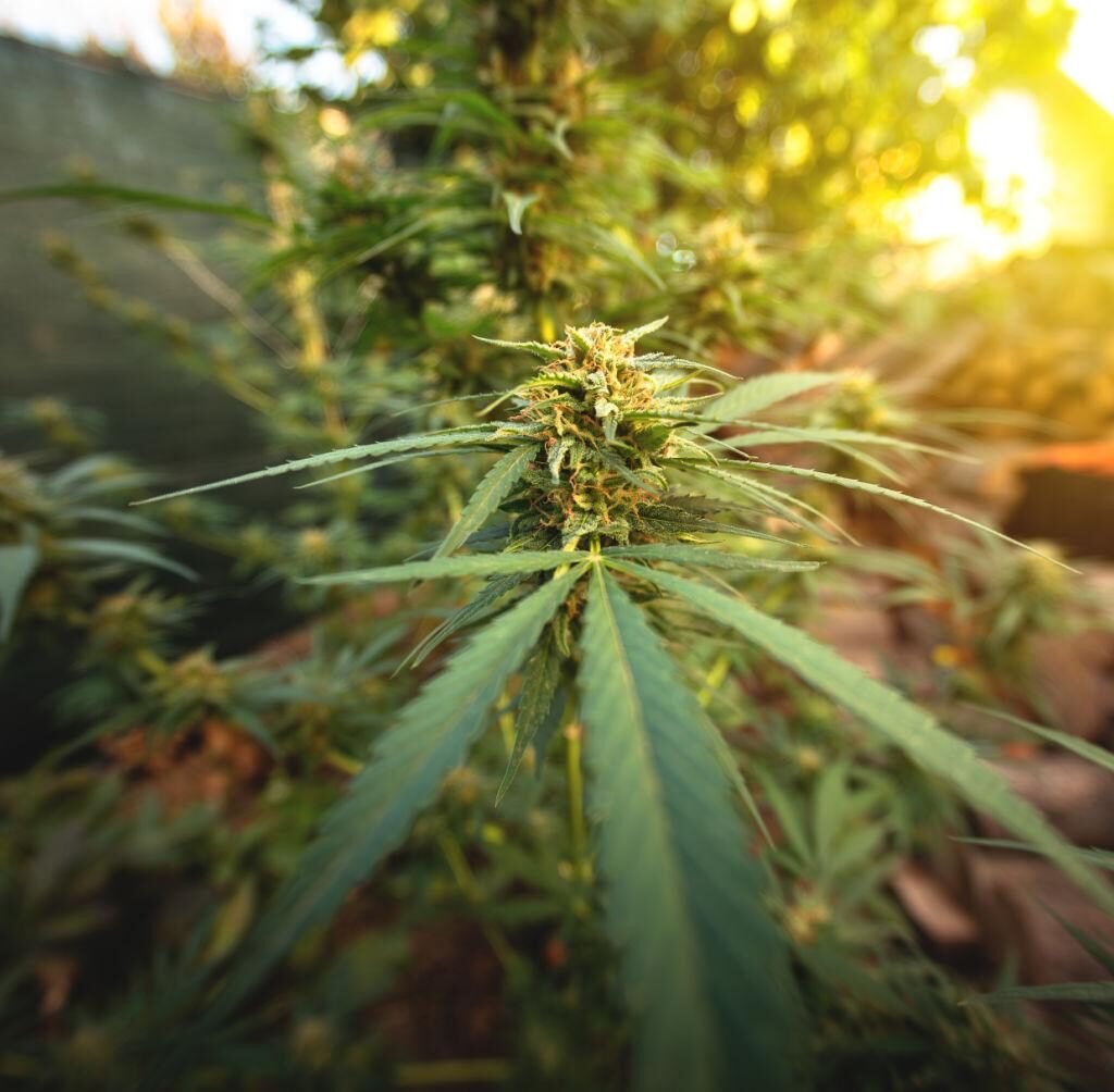 outdoor autoflower feeding schedule seedling stage
