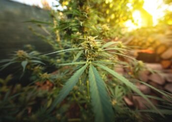 outdoor autoflower feeding schedule seedling stage