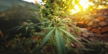 outdoor autoflower feeding schedule seedling stage