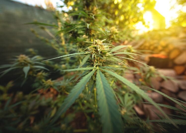 outdoor autoflower feeding schedule seedling stage