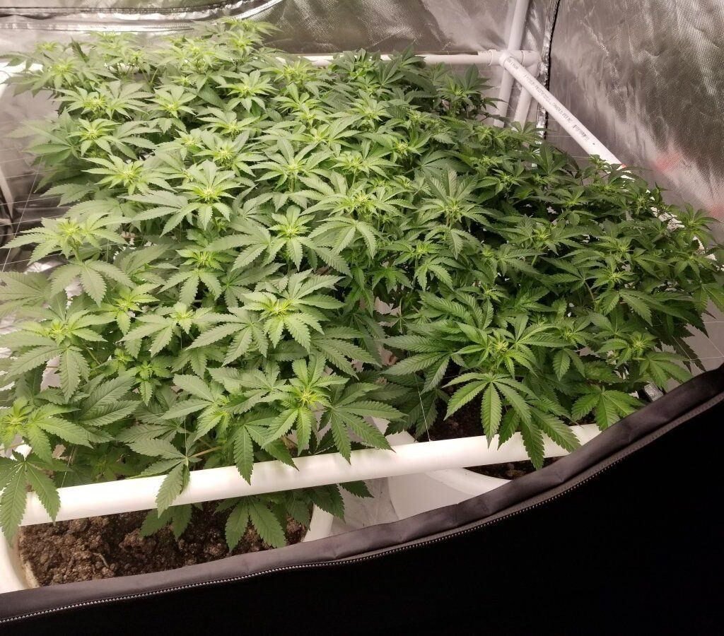 seedsman blueberry feminized indoor cannabis grow