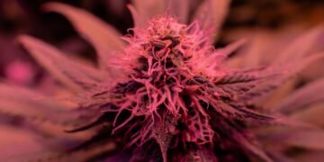 best beginner friendly cannabis seeds grow light setup