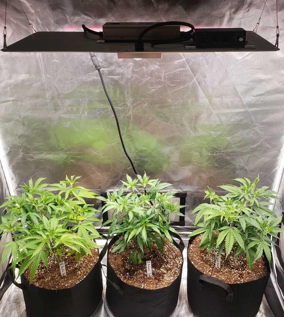 best indoor cannabis strains led grow light setup
