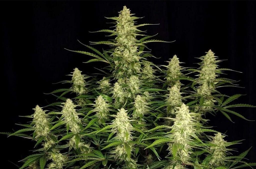 best beginner friendly cannabis seeds grow light setup
