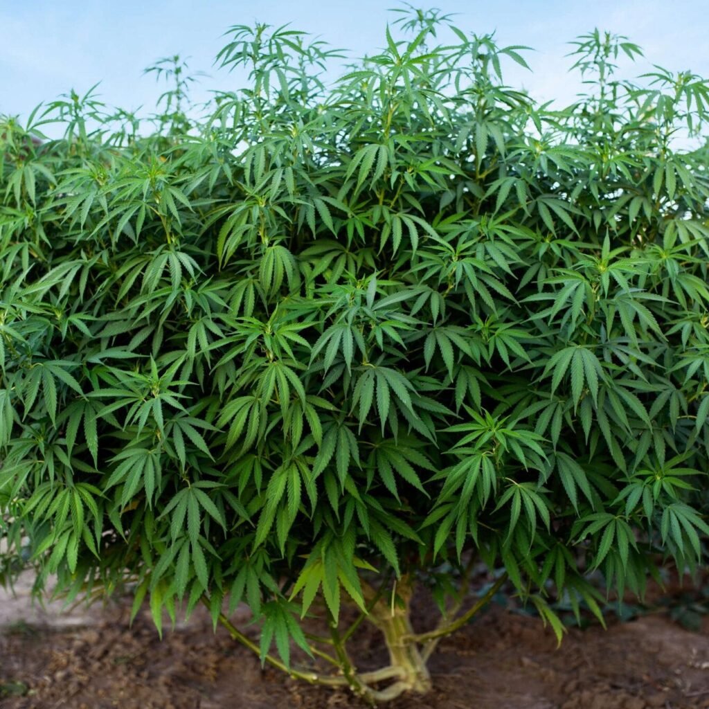 top 10 highest yielding strains outdoor cannabis grow
