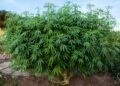top 10 highest yielding strains outdoor cannabis grow