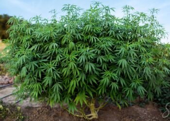 top 10 highest yielding strains outdoor cannabis grow