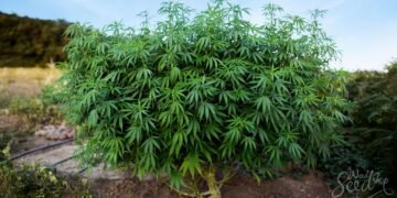 top 10 highest yielding strains outdoor cannabis grow