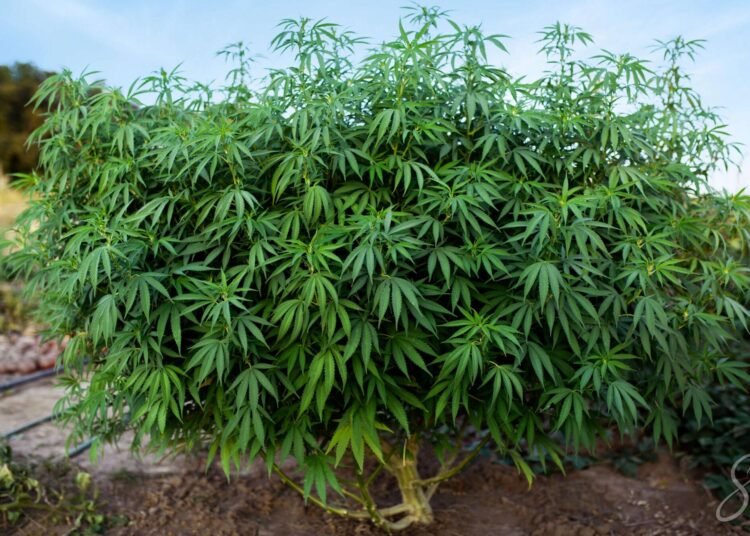 top 10 highest yielding strains outdoor cannabis grow