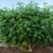 top 10 highest yielding strains outdoor cannabis grow