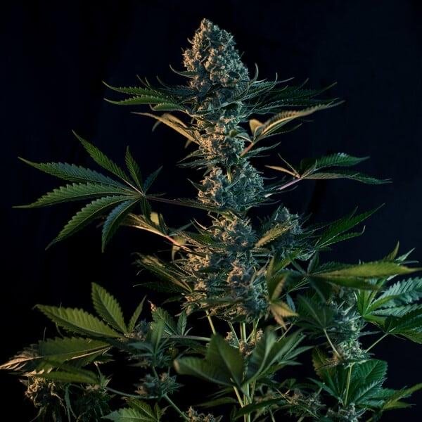 royal gorilla feminized cannabis buds