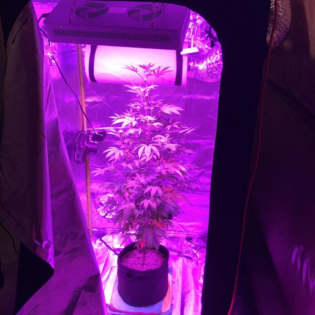 best beginner friendly cannabis seeds grow light setup
