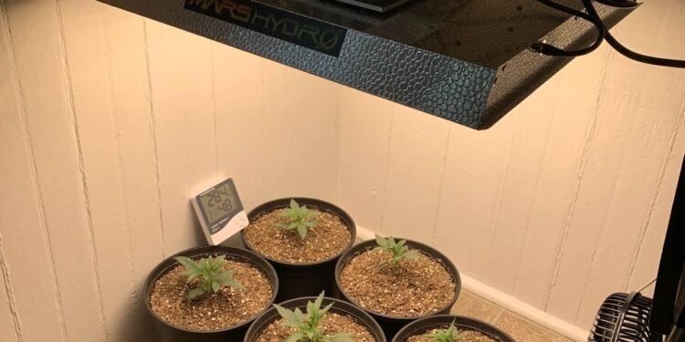best autoflower cannabis seeds grow light setup indoor