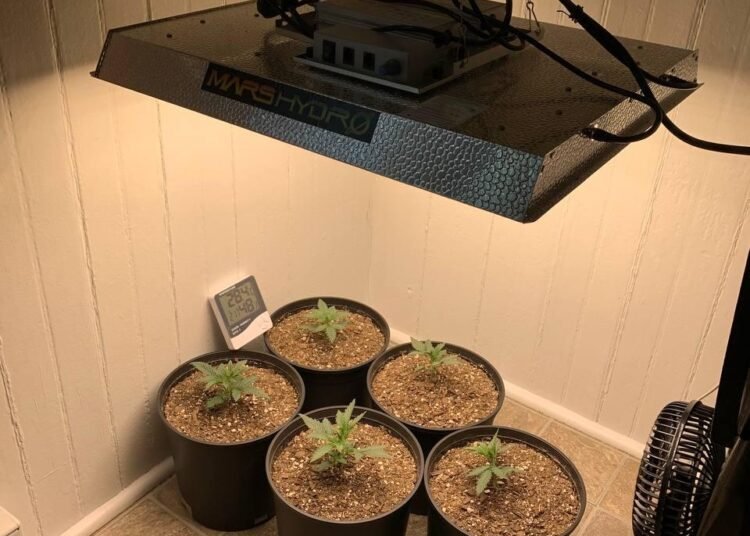 best autoflower cannabis seeds grow light setup indoor