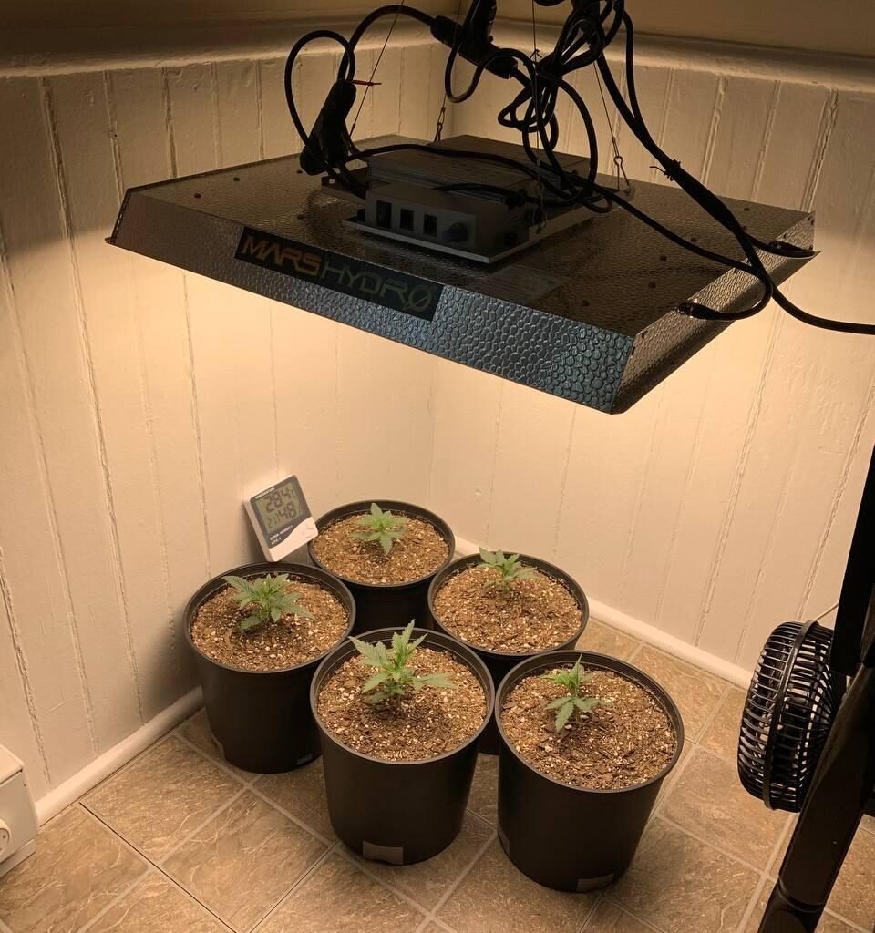 best autoflower cannabis seeds grow light setup indoor
