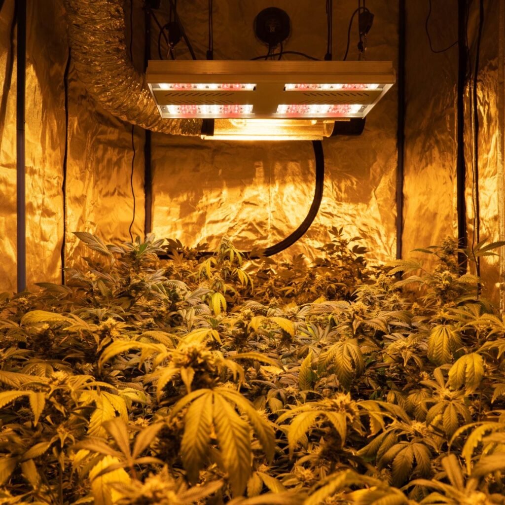 best indoor cannabis strains led grow light setup
