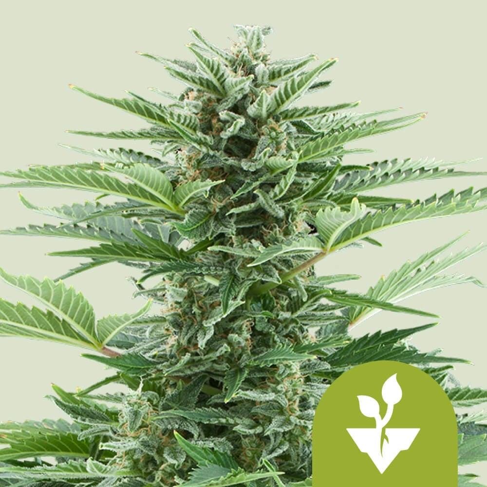 Royal Queen Seeds – Autoflower