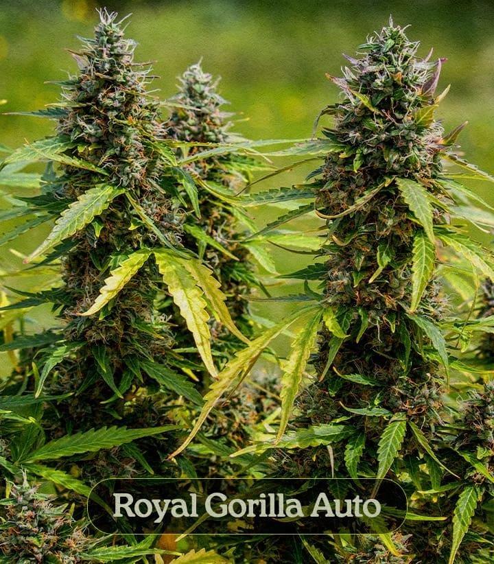 royal gorilla feminized cannabis buds