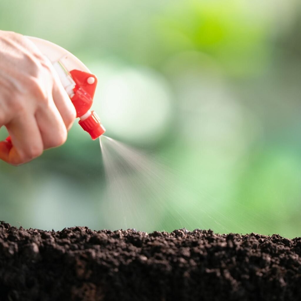 outdoor autoflower feeding schedule seedling stage
