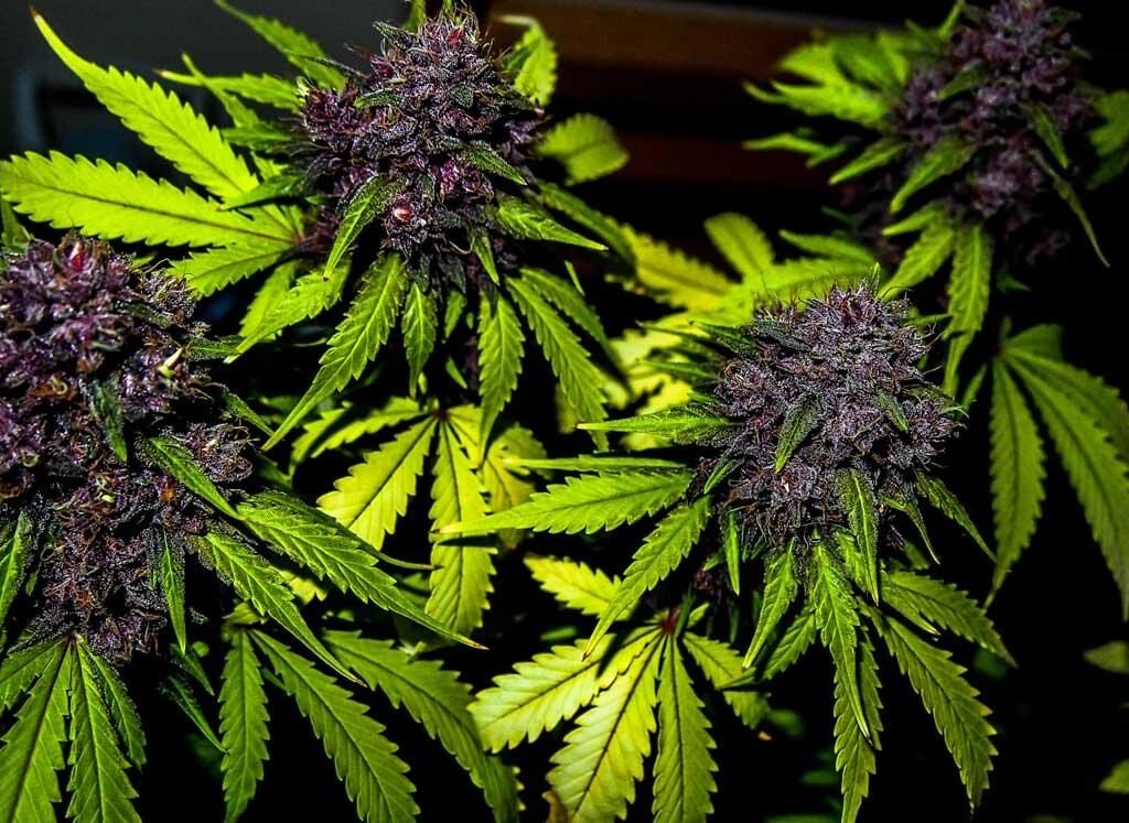 blueberry feminized cannabis indoor grow seedsman