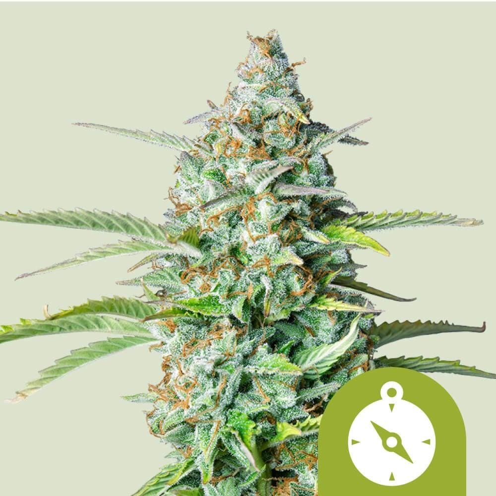 Royal Queen Seeds – Autoflower