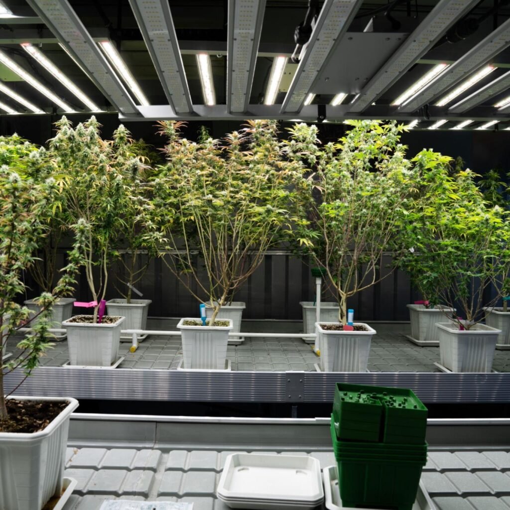 best beginner friendly cannabis seeds grow light setup
