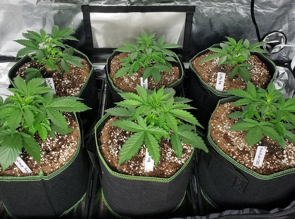 best beginner friendly cannabis seeds grow light setup
