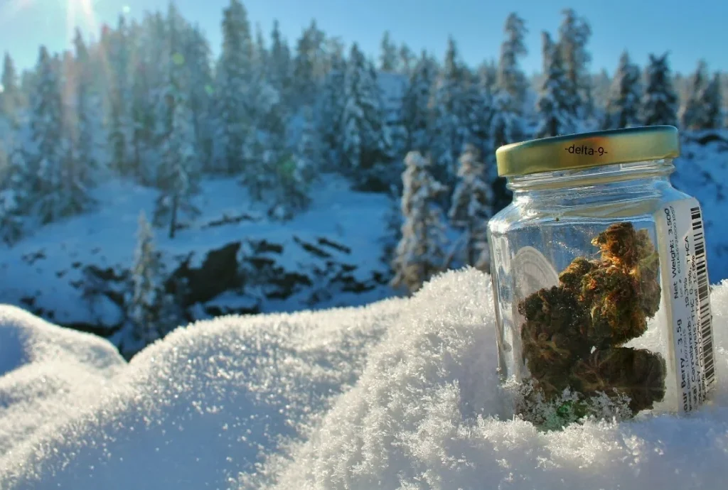 outdoor-cold-climate-plants