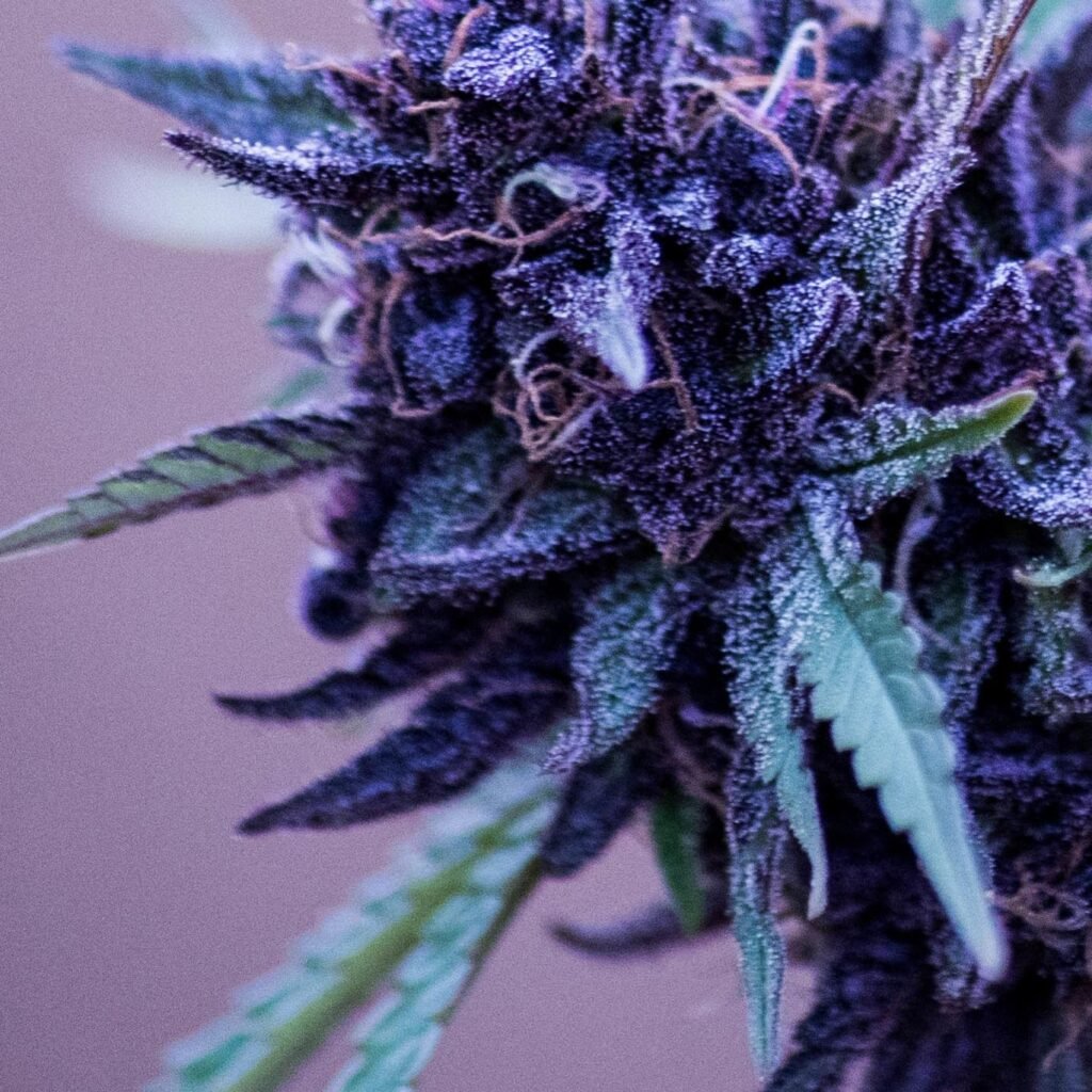 blueberry feminized cannabis indoor grow seedsman