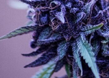 blueberry feminized cannabis indoor grow seedsman