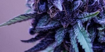 blueberry feminized cannabis indoor grow seedsman