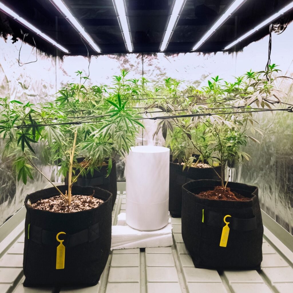 best beginner friendly cannabis seeds grow light setup
