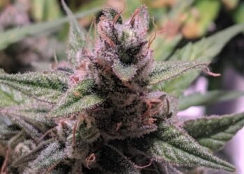 royal queen seeds northern lights buds dense