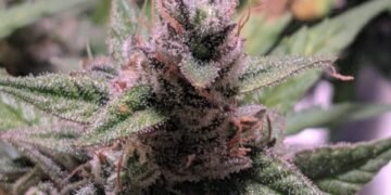 royal queen seeds northern lights buds dense
