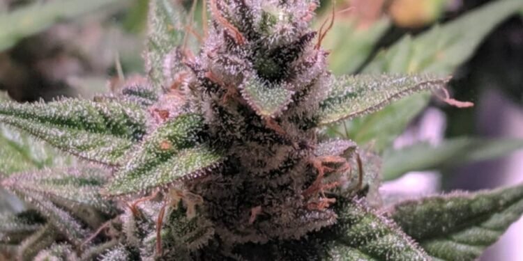 royal queen seeds northern lights buds dense