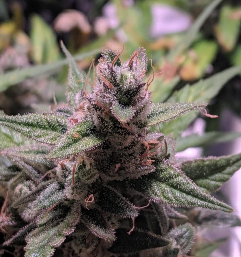 royal queen seeds northern lights buds dense