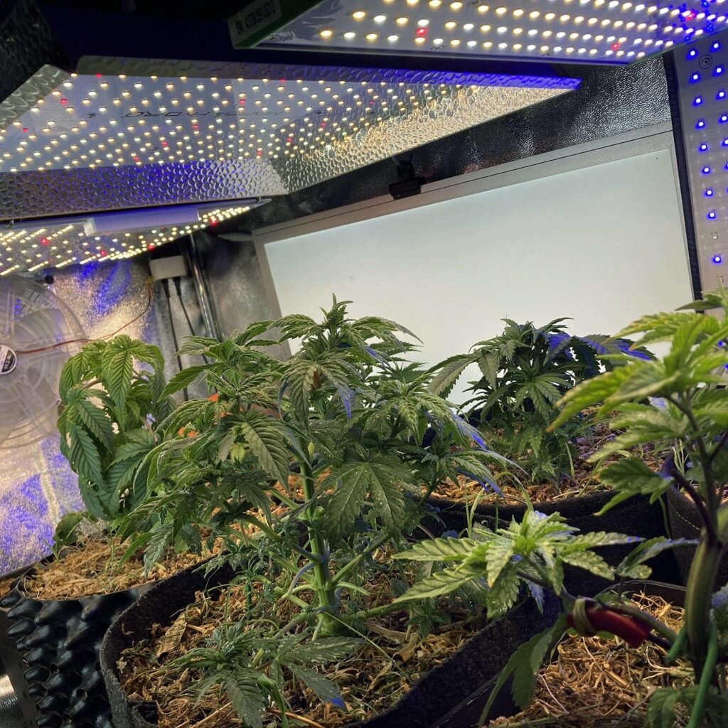 best indoor cannabis strains led grow light setup
