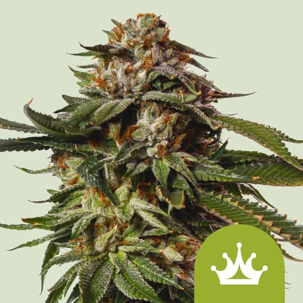 Royal Queen Seeds – Autoflower