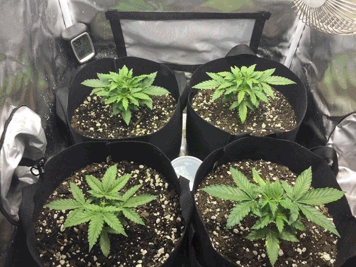 best beginner friendly cannabis seeds grow light setup
