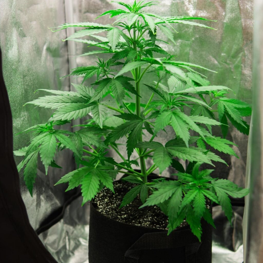 royal queen seeds northern lights buds dense