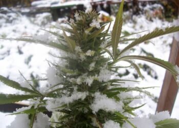 outdoor-cold-climate-plants