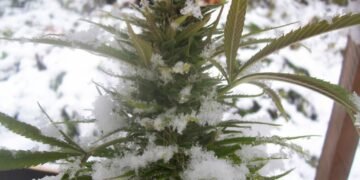 outdoor-cold-climate-plants