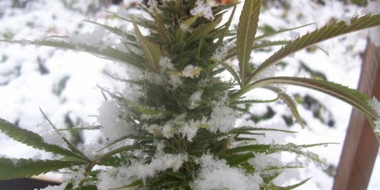 outdoor-cold-climate-plants