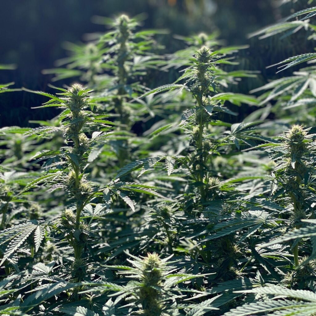 top 10 highest yielding strains outdoor cannabis grow
