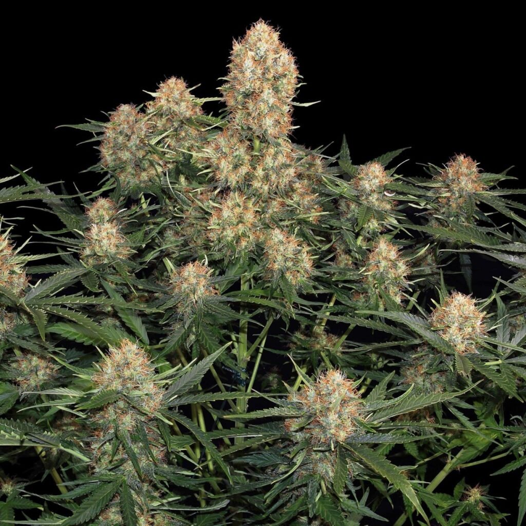 strain story skunk 1 automatic scaled 1