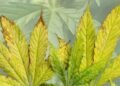 nutrient deficiency in cannabis plants