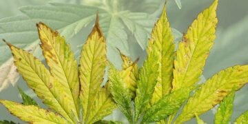 nutrient deficiency in cannabis plants