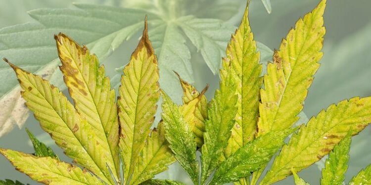 Cannabis Nutrient Deficiency 7 Signs and How to Fix Them 1 nutrient deficiency in cannabis plants