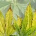 nutrient deficiency in cannabis plants