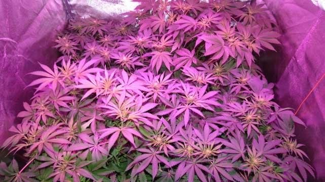 Best LED Grow Lights for Autoflower 5 Top Picks in 2026 2 Grow Lights for Autoflower 5 Top Picks in 2026